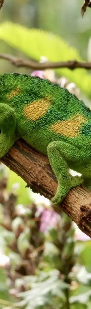 Kleiner Freund
